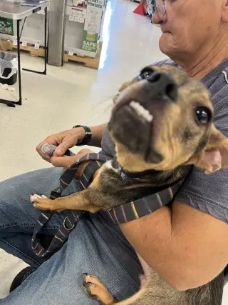 Pickle