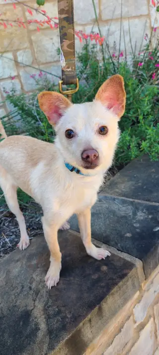Sweet potato