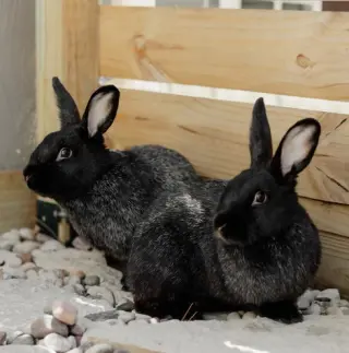 Mochi