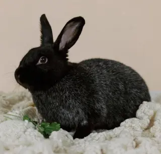 Mochi