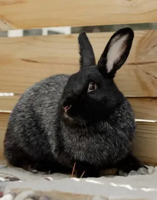 Mochi