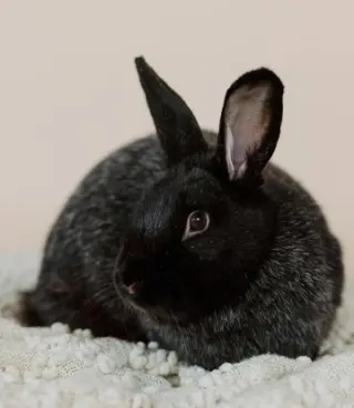Mochi