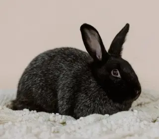 Mochi