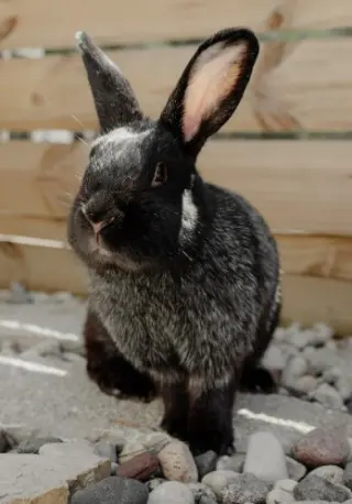 Mochi
