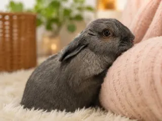 Dill