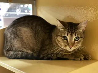 Myra