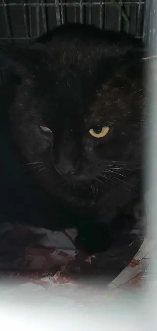 ALGLAUDYX