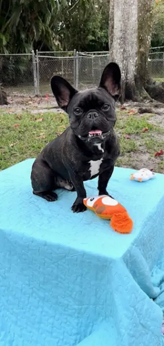 Percy