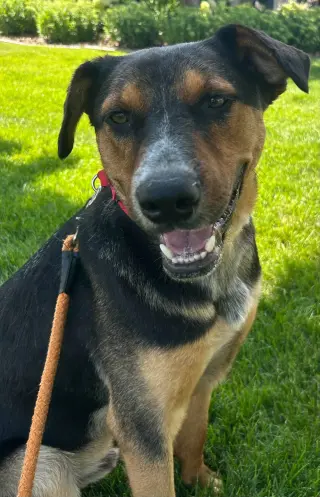 Rambo