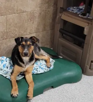 Rambo