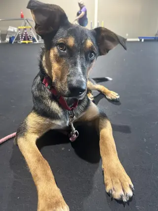 Rambo