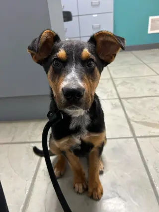 Rambo