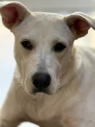 Willow