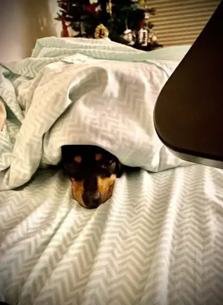 Roxie