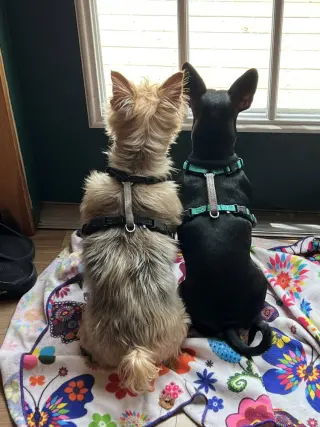 Coco