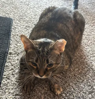 $0 ADOPTION FEE!! Venelope (Special Soul Needed)