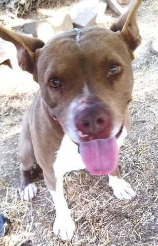 Holly