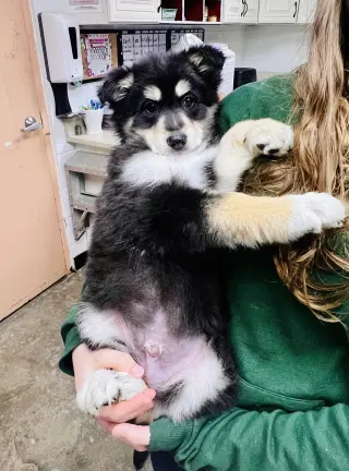 Bear