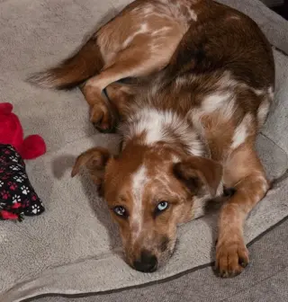 Rusty