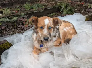 Rusty