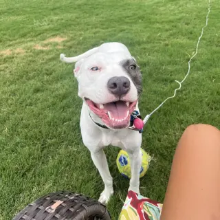 Kali