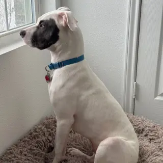 Kali