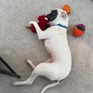 Kali