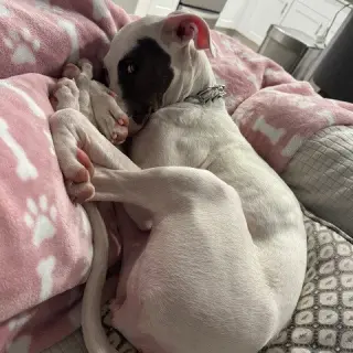 Kali