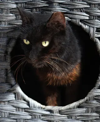 Josephine