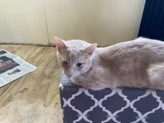Fluffy