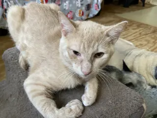 Fluffy