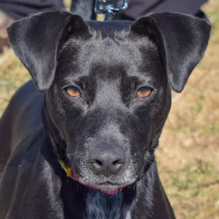 Pepper