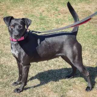 Pepper