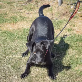 Pepper
