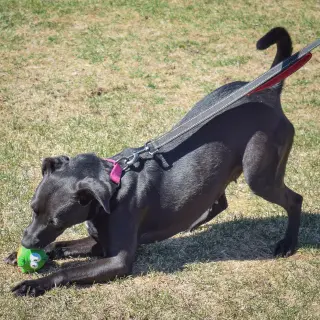Pepper