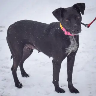 Pepper