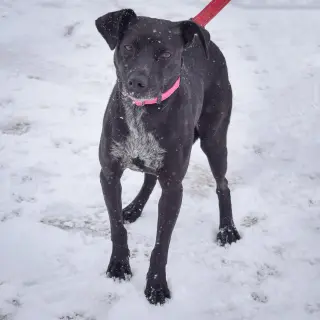 Pepper