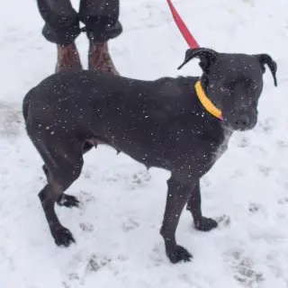 Pepper