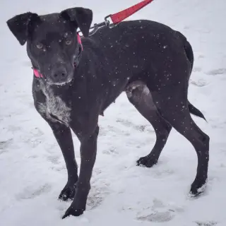 Pepper