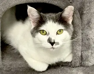 Sammy