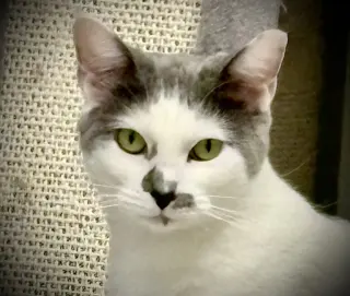 Sammy