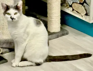 Sammy