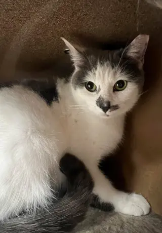 Sammy