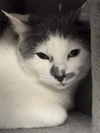 Sammy