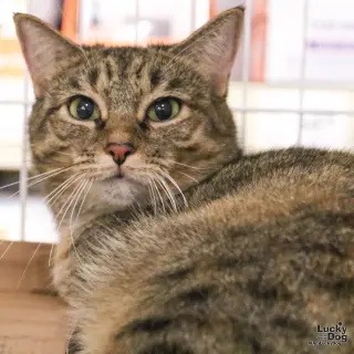 A Street Cat Named Desire