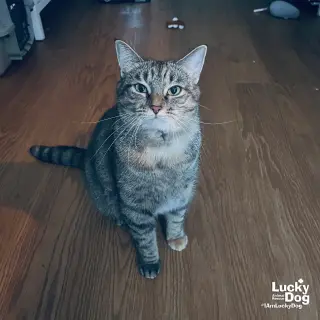 A Street Cat Named Desire