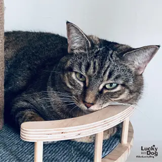 A Street Cat Named Desire