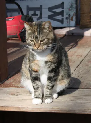 KitKat