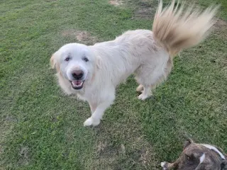 Dalton