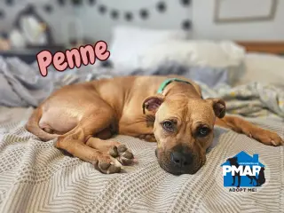 Penne